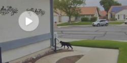 Found/Stray Unknown Cat last seen Kirby/Garland, Hemet, CA 92545