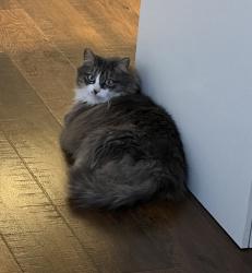Lost Female Cat last seen Fairhill drive, Churchville , Southampton, PA 18966