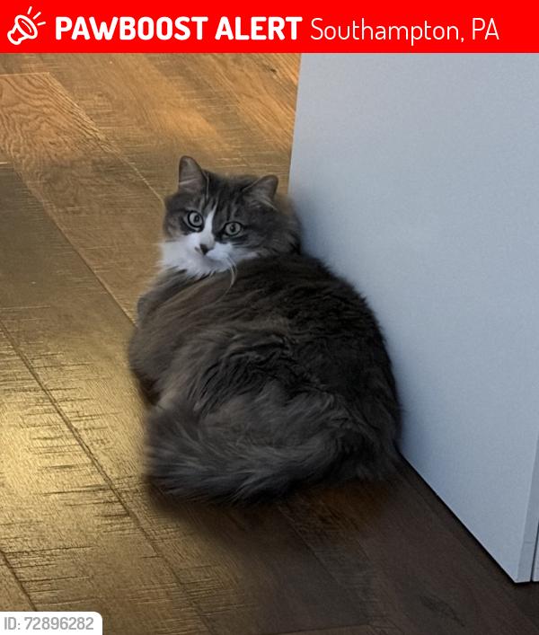 Lost Female Cat last seen Fairhill drive, Churchville , Southampton, PA 18966