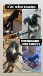 Found/Stray Female Dog last seen 25th st w and rancho vista , Palmdale, CA 93551