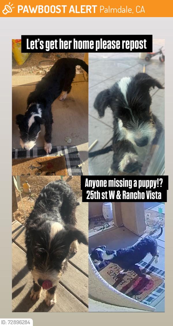 Found/Stray Female Dog last seen 25th st w and rancho vista , Palmdale, CA 93551