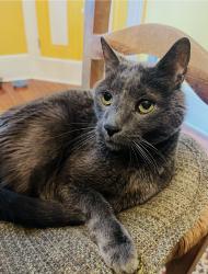 Reunited Male Cat last seen Linden st, Lititz, PA 17543