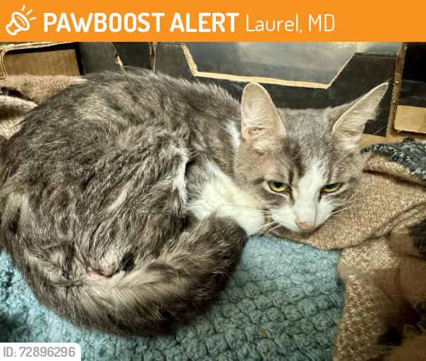 Found/Stray Female Cat last seen Rocky Gorge Animal hosp, Laurel, MD 20707