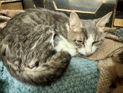 Found/Stray Female Cat last seen Rocky Gorge Animal hosp, Laurel, MD 20707