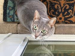 Found/Stray Unknown Cat last seen 4th Court Coconut Creek, FL , Coconut Creek, FL 33066