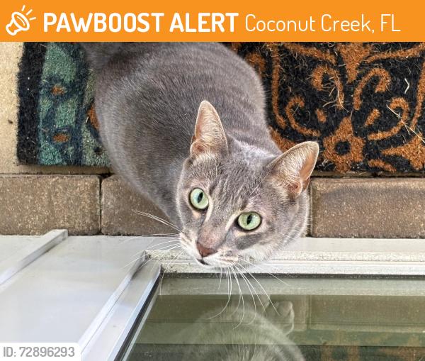 Found/Stray Unknown Cat last seen 4th Court Coconut Creek, FL , Coconut Creek, FL 33066