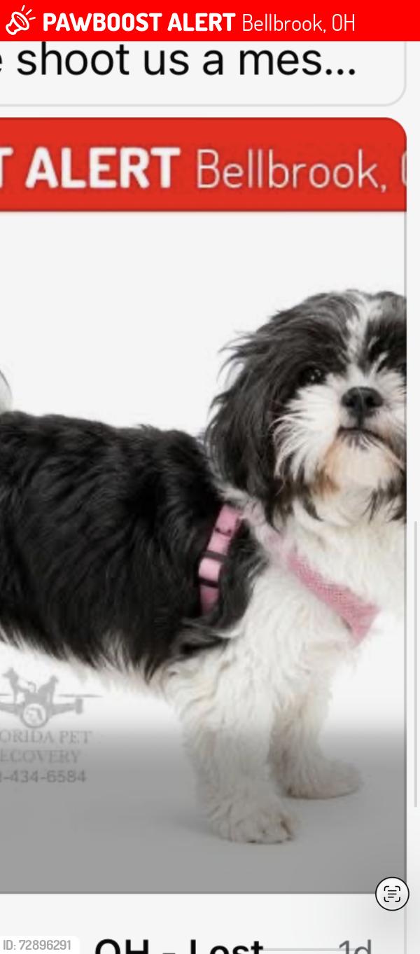 Lost Female Dog last seen Beaver creek/bellbrook, Bellbrook, OH 45305
