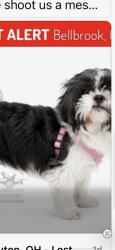 Lost Female Dog last seen Beaver creek/bellbrook, Bellbrook, OH 45305