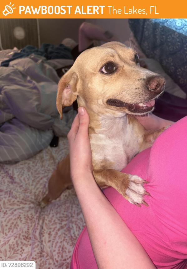 Found/Stray Male Dog last seen Near fox hollow elementary , The Lakes, FL 34668