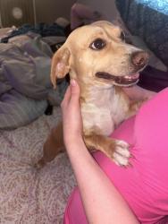 Found/Stray Male Dog last seen Near fox hollow elementary , The Lakes, FL 34668