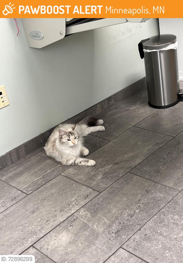 Found/Stray Female Cat last seen Girard Ave , Minneapolis, MN 55412