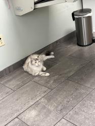 Found/Stray Female Cat last seen Girard Ave , Minneapolis, MN 55412