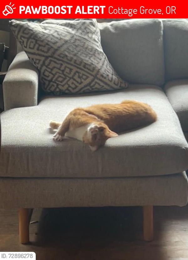 Lost Female Cat last seen Repsleger , Cottage Grove, OR 97424