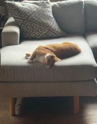 Lost Female Cat last seen Repsleger , Cottage Grove, OR 97424