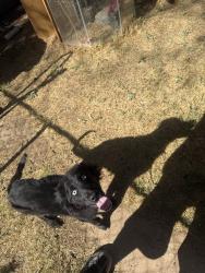 Found/Stray Male Dog last seen 29th street and Louisville, Lubbock, TX 79410