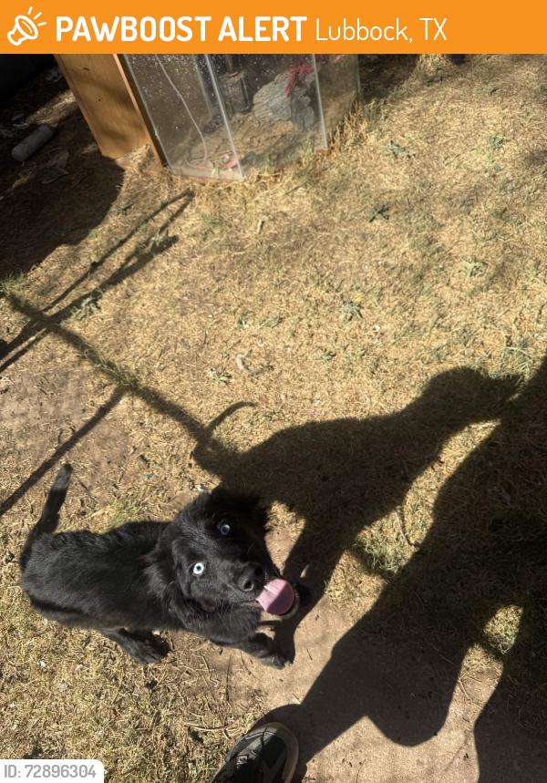 Found/Stray Male Dog last seen 29th street and Louisville, Lubbock, TX 79410