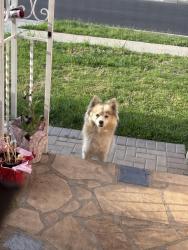 Found/Stray Male Dog last seen BestBuy Warehouse , Compton, CA 90222