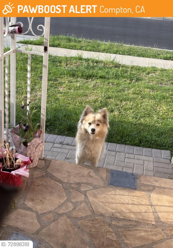 Found/Stray Male Dog last seen BestBuy Warehouse , Compton, CA 90222