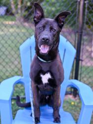 Shelter Stray Male Dog last seen Buford Hwy, ATL GA 30341, 30341, GA, Atlanta, GA 30341