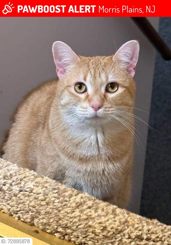 Lost Female Cat last seen Tower Hill Road and Mountain Way, Morris Plains, Morris Plains, NJ 07950