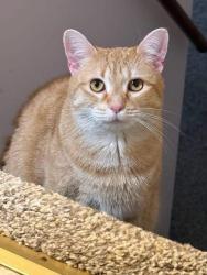 Lost Female Cat last seen Tower Hill Road and Mountain Way, Morris Plains, Morris Plains, NJ 07950