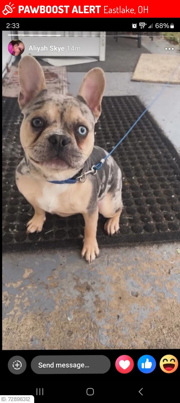 Lost Male Dog last seen Vine street, Eastlake, OH 44095