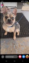 Lost Male Dog last seen Vine street, Eastlake, OH 44095