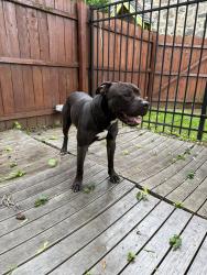 Found/Stray Male Dog last seen Near W Clearfield St, Philadelphia, PA 19132, Philadelphia, PA 19132