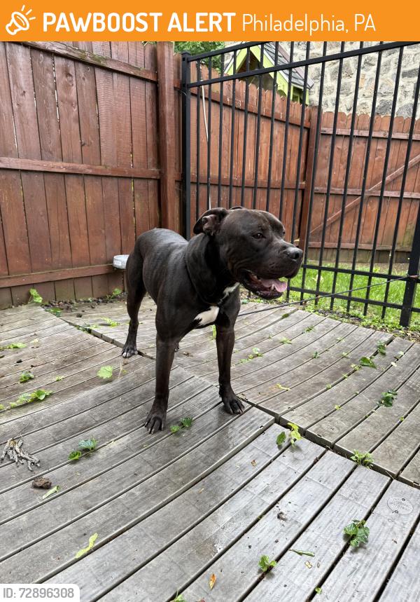 Found/Stray Male Dog last seen Near W Clearfield St, Philadelphia, PA 19132, Philadelphia, PA 19132