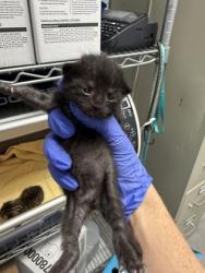 Shelter Stray Female Cat last seen New Bern, NC 28560, New Bern, NC 28562