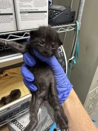 Shelter Stray Female Cat last seen New Bern, NC 28560, New Bern, NC 28562