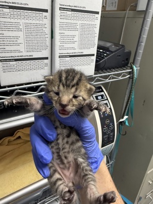 Shelter Stray Male Cat last seen New Bern, NC 28560, New Bern, NC 28562