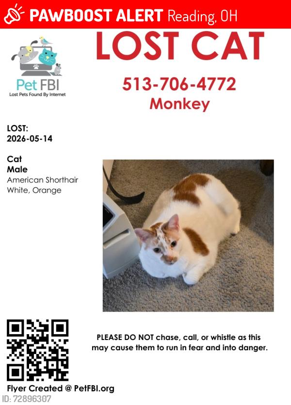 Lost Male Cat last seen Jefferson and southern ave, Reading, OH 45215