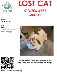 Lost Male Cat last seen Jefferson and southern ave, Reading, OH 45215