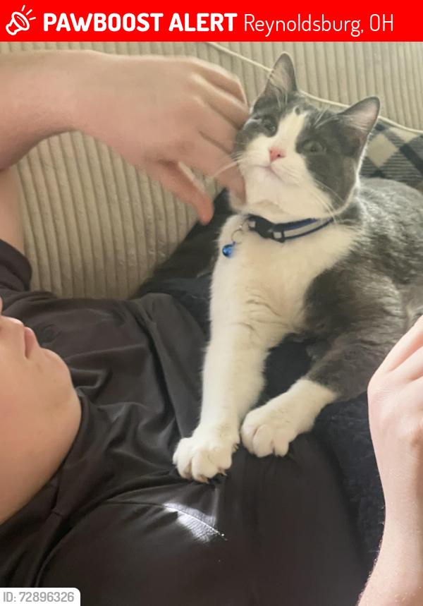Lost Male Cat last seen Kingsley and Taylor Rd, Reynoldsburg, OH 43068