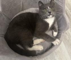 Lost Male Cat last seen Canyon ridge ct pebble creek, Nashville, TN 37013