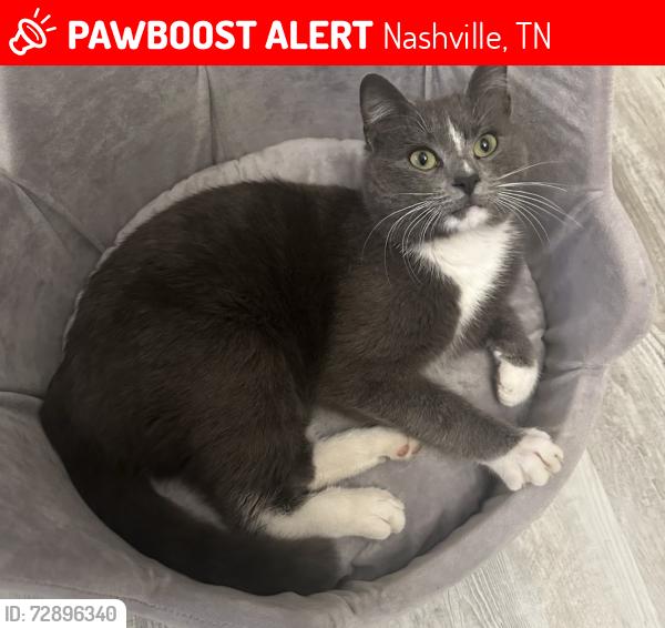 Lost Male Cat last seen Canyon ridge ct pebble creek, Nashville, TN 37013