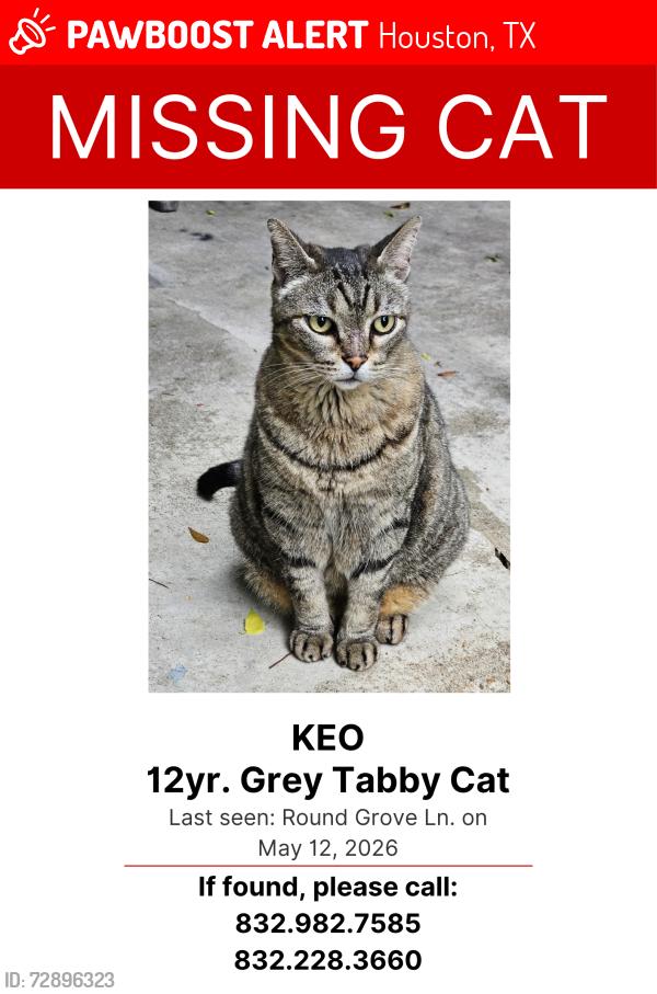 Lost Male Cat last seen Forest heights dr., Houston, TX 77095