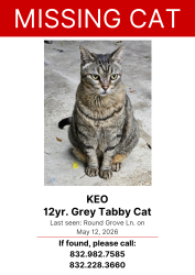 Lost Male Cat last seen Forest heights dr., Houston, TX 77095