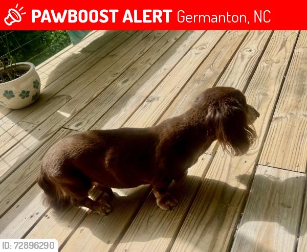 Lost Male Dog last seen Near South Friendship rd, Germanton, NC 27019