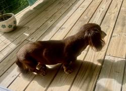 Lost Male Dog last seen Near South Friendship rd, Germanton, NC 27019