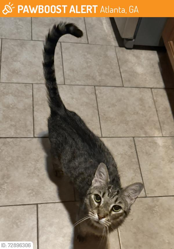 Found/Stray Male Cat last seen Charles Allen & Eighth Street, Atlanta, GA 30308