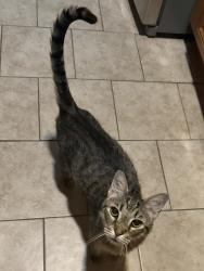 Found/Stray Male Cat last seen Charles Allen & Eighth Street, Atlanta, GA 30308