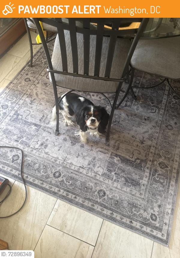 Found/Stray Male Dog last seen 34th st Se dc, Washington, DC 20020