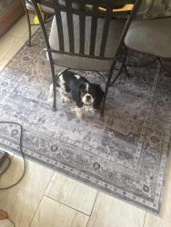 Found/Stray Male Dog last seen 34th st Se dc, Washington, DC 20020