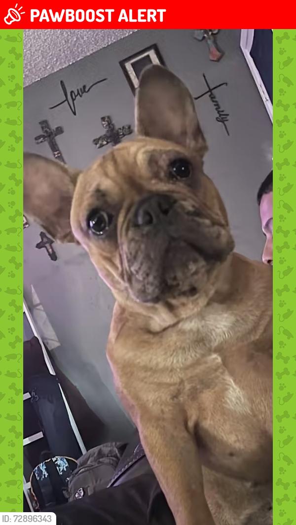 Lost Male Dog last seen South Heaton Lane, Magnolia, Tx, Usa, Montgomery County, TX 77355