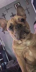 Lost Male Dog last seen South Heaton Lane, Magnolia, Tx, Usa, Montgomery County, TX 77355