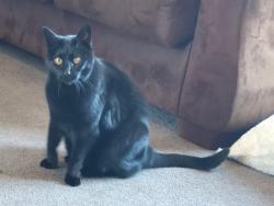 Lost Female Cat last seen 100th Ave and 150th St intersection , Hammond, WI 54015