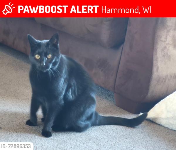 Lost Female Cat last seen 100th Ave and 150th St intersection , Hammond, WI 54015