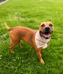 Shelter Stray Female Dog last seen LA, Lafayette, LA 70507